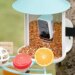 Birdfy’s smart bird feeder is down to its best-ever price for Mother’s Day
