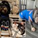 Dogs named Brunson are ready to watch the Eastern Conference finals