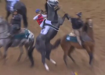 Great White was scratched late ahead of the Kentucky Derby.
