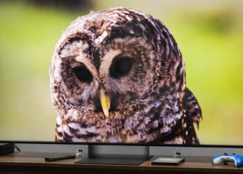 The Sony Bravia 7 II RGB LED TV on a dark wooden credenza displaying an image of an owl.