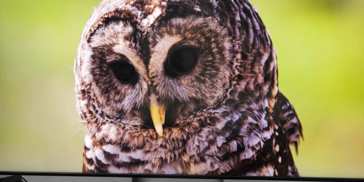 The Sony Bravia 7 II RGB LED TV on a dark wooden credenza displaying an image of an owl.
