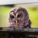 The Sony Bravia 7 II RGB LED TV on a dark wooden credenza displaying an image of an owl.