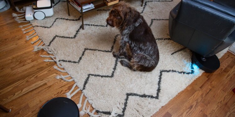 The things a robot vacuum reviewer’s dog has to deal with …