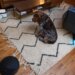 The things a robot vacuum reviewer’s dog has to deal with …