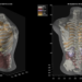 Midjourney Medical goes from AI image generation to full-body ultrasounds