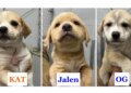 Rescue puppies named after Knicks starting 5