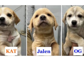 Rescue puppies named after Knicks starting 5