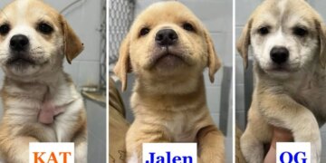 Rescue puppies named after Knicks starting 5