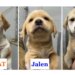 Rescue puppies named after Knicks starting 5