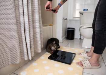 If you do get a segmented body analysis scale, keep in mind they’re not exactly cat-safe. Petey cannot resist the string.