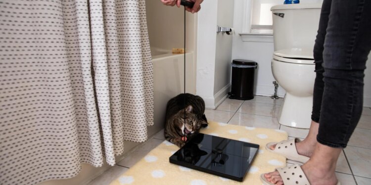 If you do get a segmented body analysis scale, keep in mind they’re not exactly cat-safe. Petey cannot resist the string.