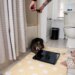 If you do get a segmented body analysis scale, keep in mind they’re not exactly cat-safe. Petey cannot resist the string.
