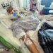 A young Spurs fan in a hospital bed with medical equipment, including a neck brace and an IV in his arm.