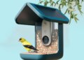 This video bird feeder is the surprise hit of Prime Day