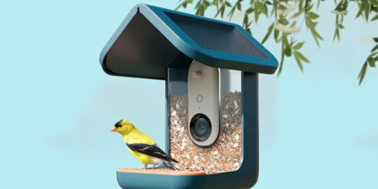This video bird feeder is the surprise hit of Prime Day