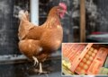 Big egg producers artificially inflated prices as Americans struggled to buy groceries, must now pay $3.3M: DOJ