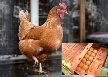 Big egg producers artificially inflated prices as Americans struggled to buy groceries, must now pay $3.3M: DOJ