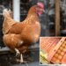 Big egg producers artificially inflated prices as Americans struggled to buy groceries, must now pay $3.3M: DOJ
