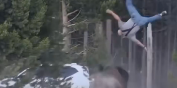 A bison flipping a man into the air at Yellowstone National Park.