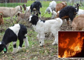 California wage change will put wildfire-fighting goats out of business, owners say