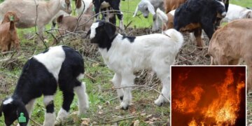 California wage change will put wildfire-fighting goats out of business, owners say