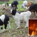 California wage change will put wildfire-fighting goats out of business, owners say
