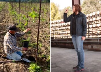 California's struggling wine industry plots major pivot that could change
