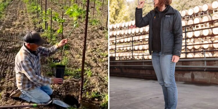 California's struggling wine industry plots major pivot that could change