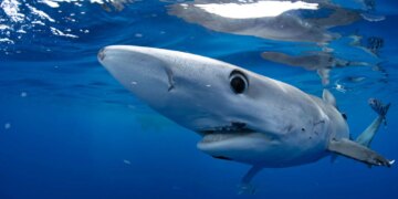 Here's where to watch Shark Week live for free without cable